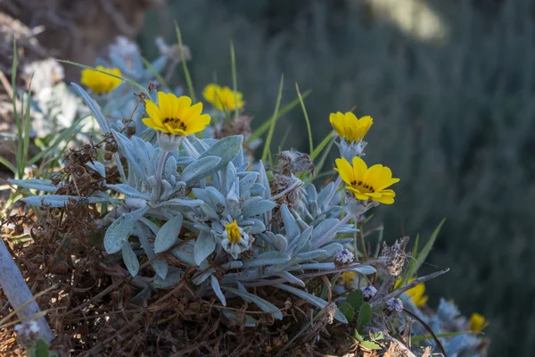 Fiore giallo mediterraneo — Foto Stock