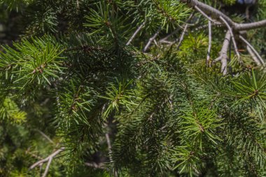 Firavun ağacı dalları