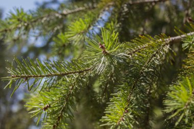 Firavun ağacı dalları