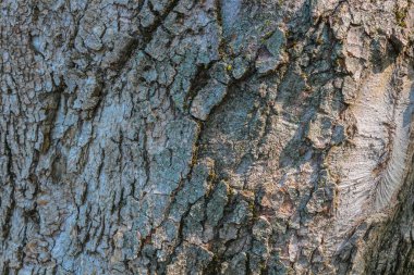 Soyut ahşap dokusu kabuğu. 