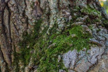 Soyut ahşap dokusu kabuğu. 