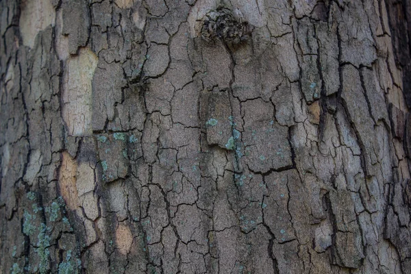 Абстрактна текстура деревини Кора . — стокове фото