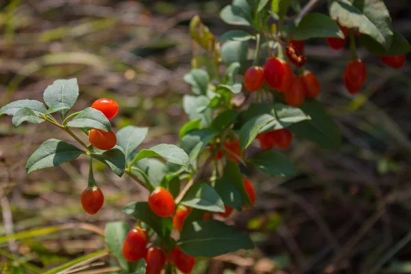 Berry of the bush — Foto de Stock