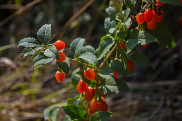 Berry do arbusto — Fotografia de Stock