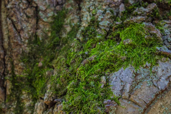 アブストラクト木肌樹皮. — ストック写真