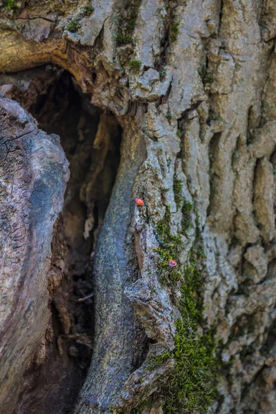 木の上の虫. — ストック写真