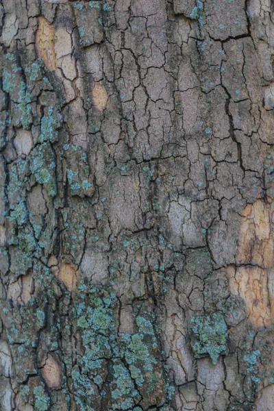 Абстрактна текстура деревини Кора . — стокове фото