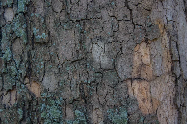 アブストラクト木肌樹皮. — ストック写真