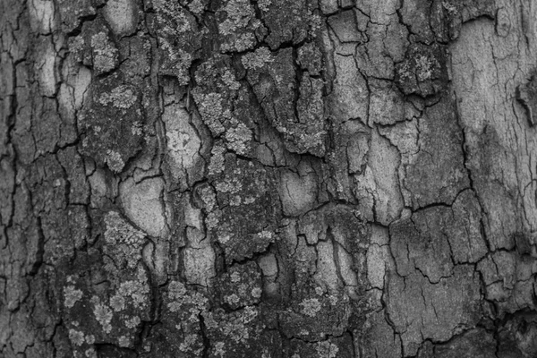 Corteza de textura de madera abstracta . — Foto de Stock