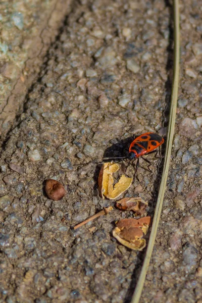 Parkta yangın böceği — Stok fotoğraf