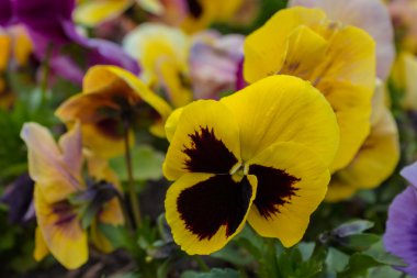 Viola üç renkli çiçekler