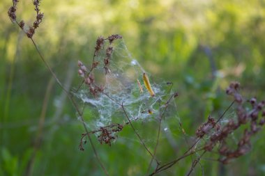 Örümcek ağda. 