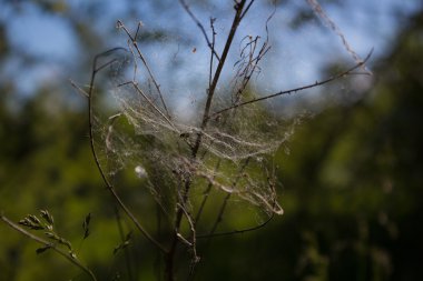 Örümcek ağda.