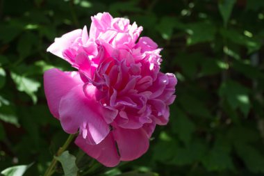 Pembe şakayık çiçekleri