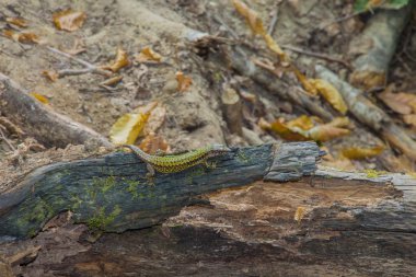 Ağaçtaki kertenkele.