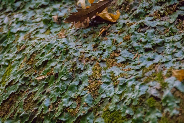 岩の上の苔 — ストック写真