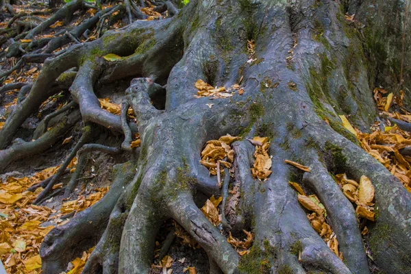 Kořeny velkého stromu — Stock fotografie