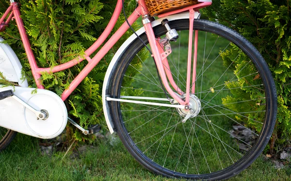 Vintage pink bicycle with flower basket — Stock Photo, Image
