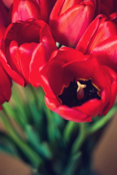 Gros plan bouquet de belles tulipes rouges — Photo