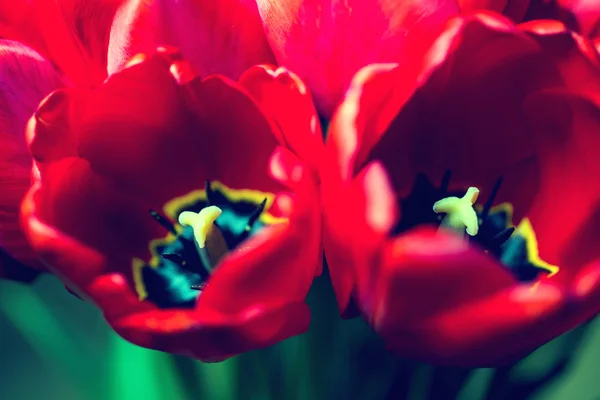 Close up bouquet of beautiful red tulips — Stock Photo, Image