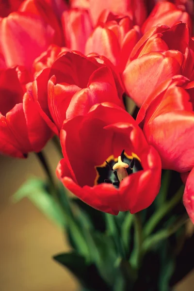 Gros plan bouquet de belles tulipes rouges — Photo