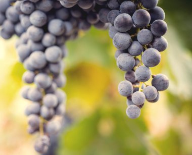 ÜRETIM üzüm makroda