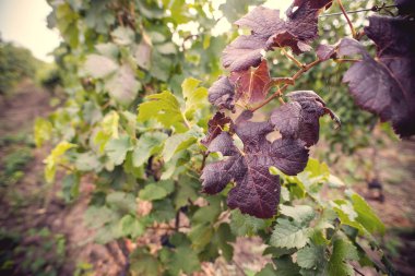Kırmızı ve yeşil yaprakları ile çiçeklenme üzüm