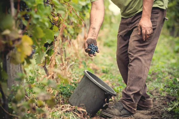 Uomo che lavora in un vigneto — Foto Stock