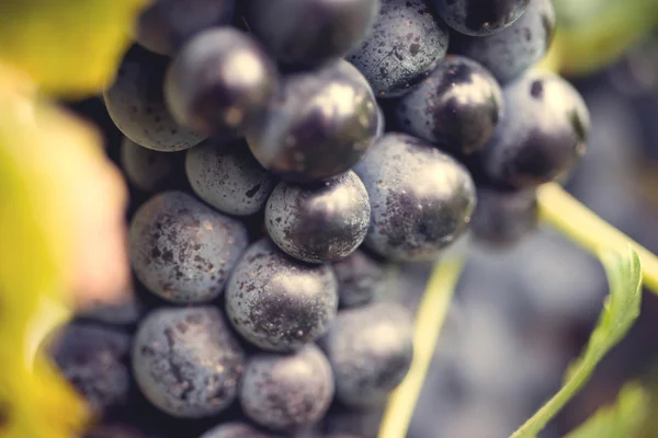 Macro raisin dans le vignoble — Photo