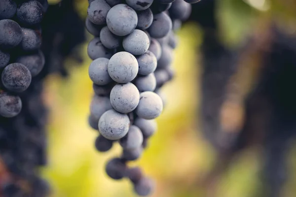 Druif macro in wineyard — Stockfoto