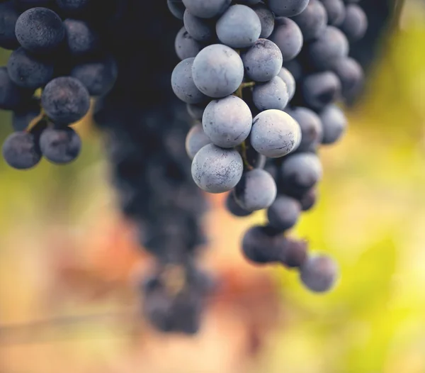 Macro de uva en el viñedo — Foto de Stock