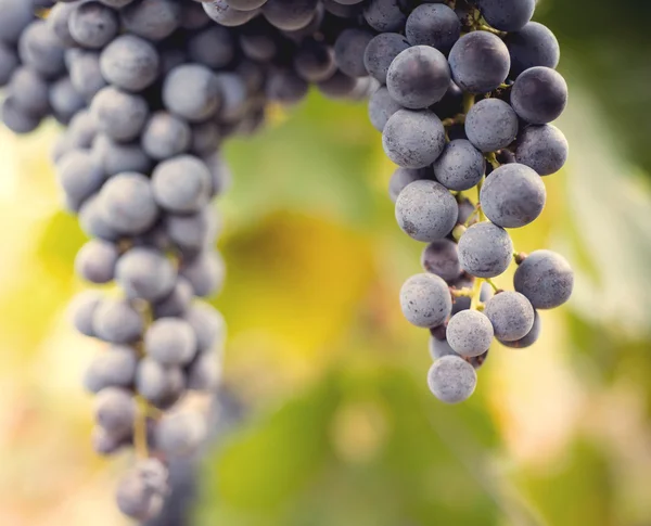 Macro de uva en el viñedo — Foto de Stock