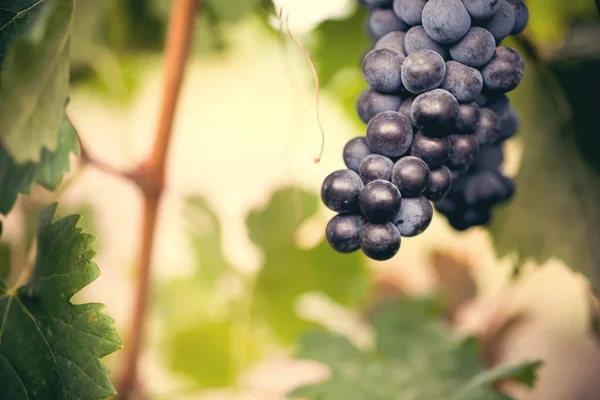 Druif macro in wineyard — Stockfoto