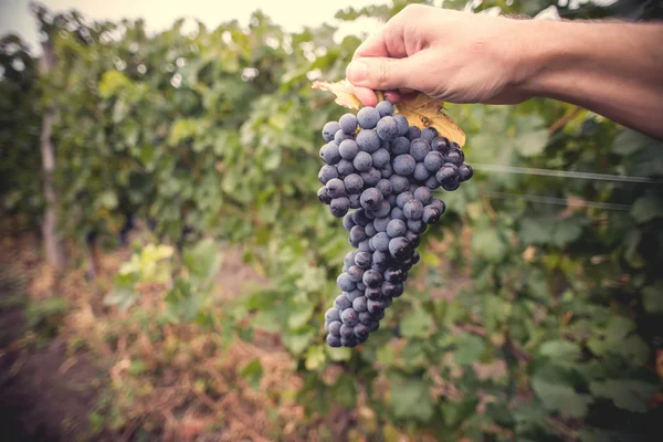 Druif macro in wineyard — Stockfoto