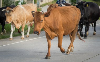yol geçtikten inek bize bakıyor