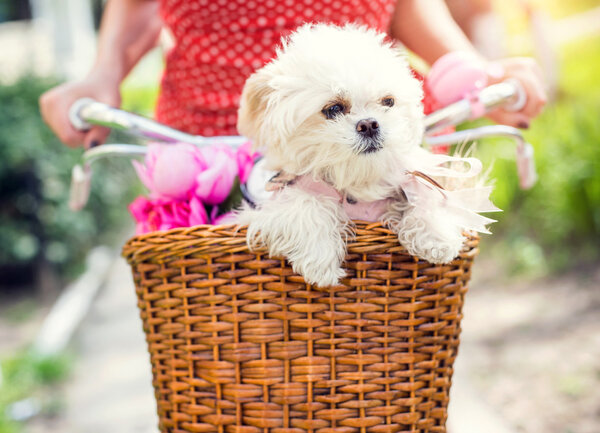 Little puppy in bicycle basket with flowers