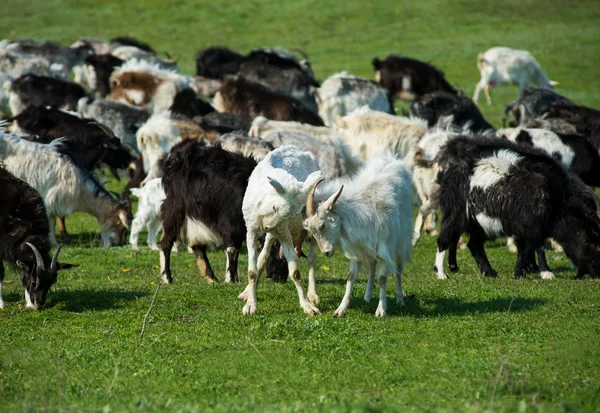 Cabras adultas e jovens lutando com a cabeça em uma fazenda de animais — Fotografia de Stock