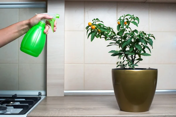 Mulher pulverizando flores na cozinha — Fotografia de Stock