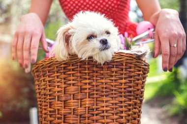Çiçekli Bisiklet sepetinde küçük köpek yavrusu