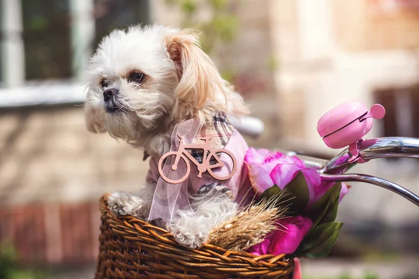 Little puppy in bicycle basket with flowers
