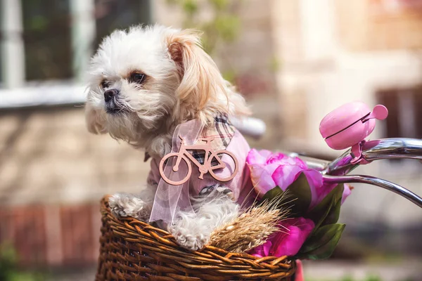 Çiçekli Bisiklet sepetinde küçük köpek yavrusu