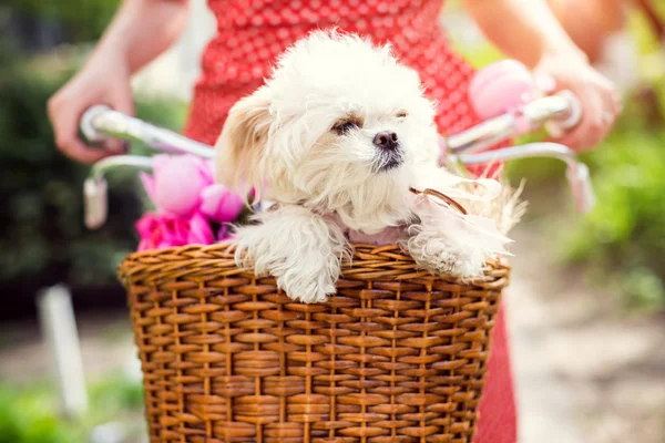 Çiçekli Bisiklet sepetinde küçük köpek yavrusu