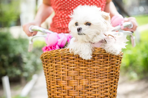 Cachorrito en cesta de bicicleta con flores —  Fotos de Stock