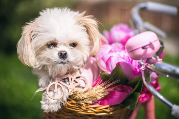Çiçekli Bisiklet sepetinde küçük köpek yavrusu