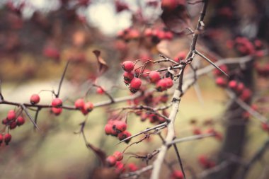 Günbatımında sonbahar ormanı. Güzel doğa arkaplanı
