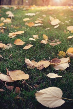 Sonbahar ormandaki çimlerin üzerine düşen yapraklar