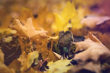 las hojas de Otoño colorido en un prado