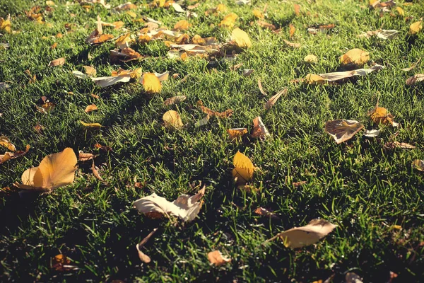 Gevallen bladeren op gras in herfst bos — Stockfoto