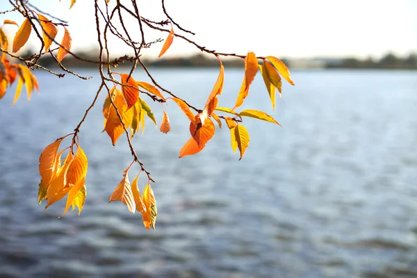 Belo Lago visto através dos ramos de outono — Fotografia de Stock