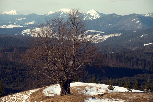 Mooie winterlandschap in de Karpaten — Stockfoto